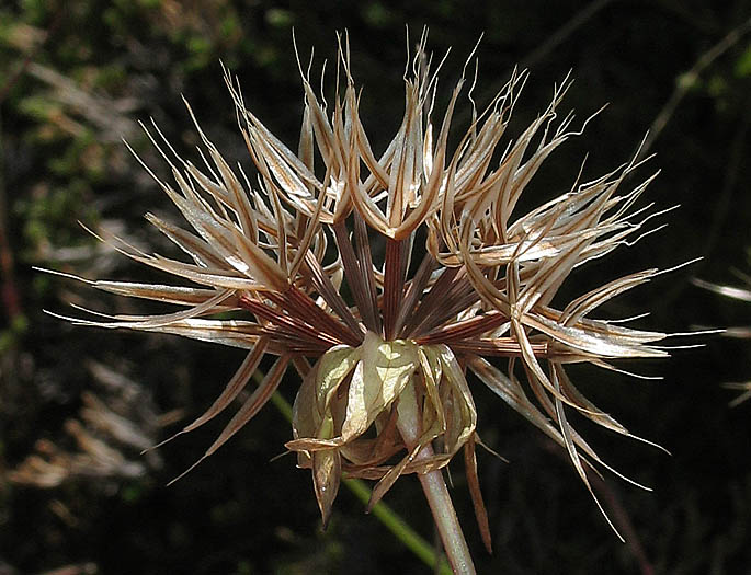 Detailed Picture 8 of Stebbinsoseris heterocarpa