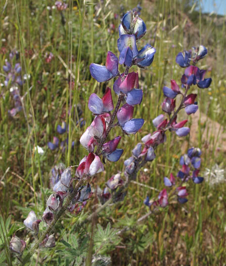 Detailed Picture 3 of Lupinus sparsiflorus