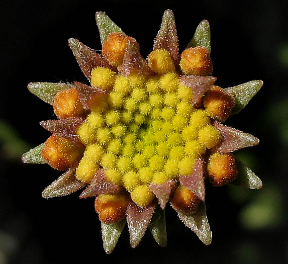 Detailed Picture 7 of Chaenactis glabriuscula var. glabriuscula