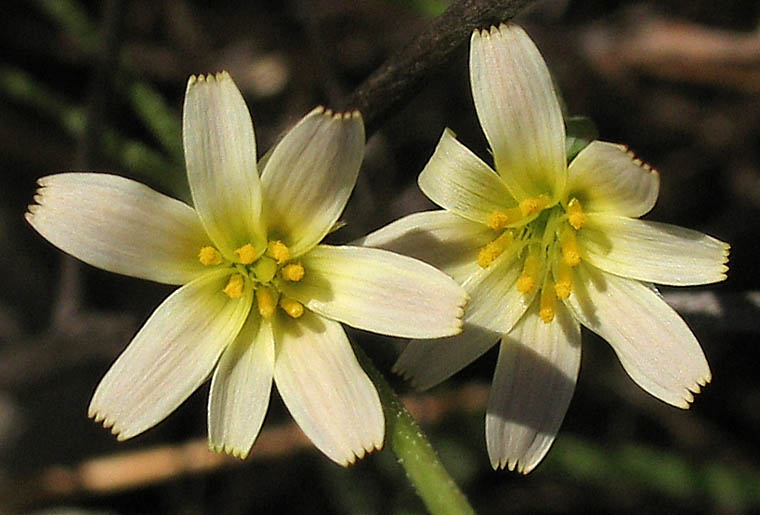 Detailed Picture 1 of Stebbinsoseris heterocarpa