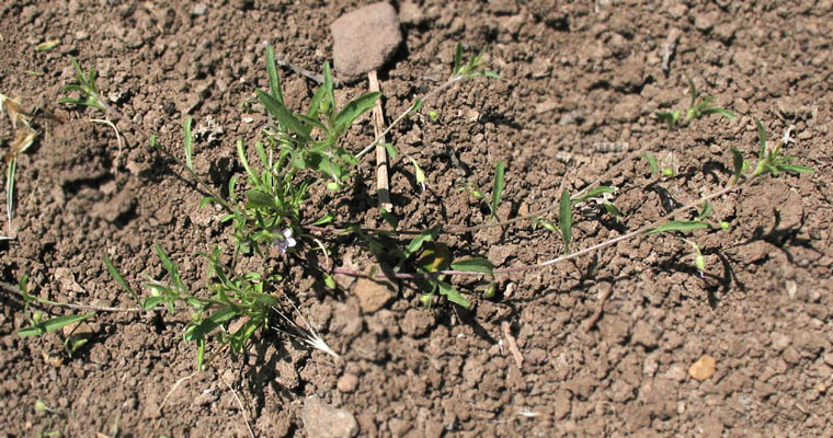 Detailed Picture 3 of Convolvulus simulans