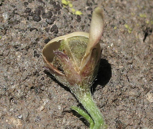 Detailed Picture 5 of Convolvulus simulans