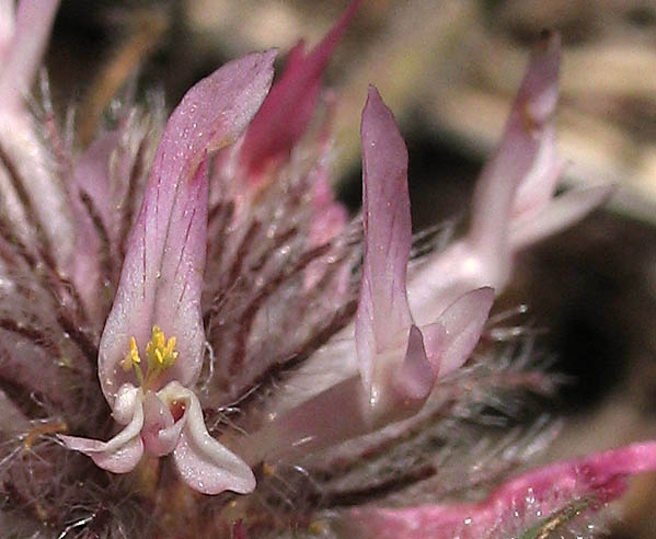 Detailed Picture 4 of Trifolium hirtum