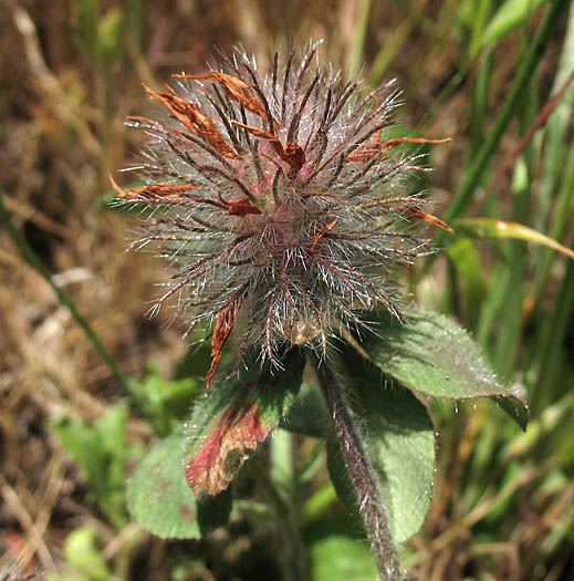 Detailed Picture 6 of Trifolium hirtum