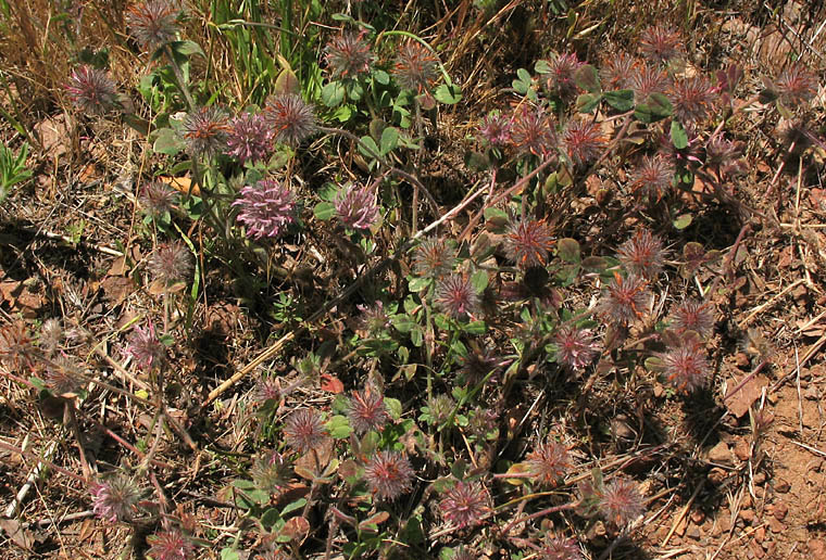 Detailed Picture 8 of Trifolium hirtum