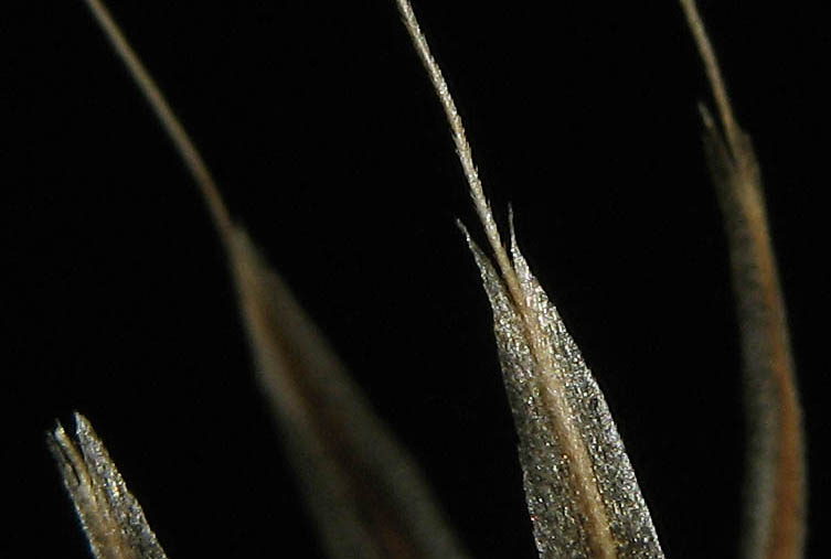 Detailed Picture 10 of Stebbinsoseris heterocarpa