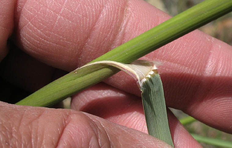 Detailed Picture 9 of Stipa coronata