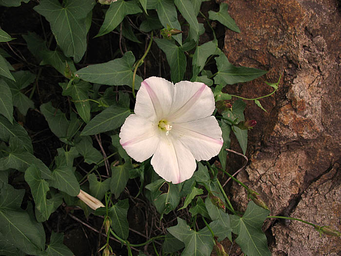 Detailed Picture 3 of Calystegia purpurata ssp. purpurata