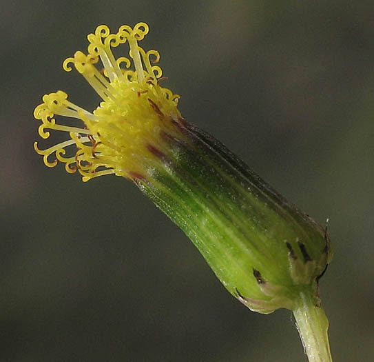 Detailed Picture 2 of Senecio vulgaris