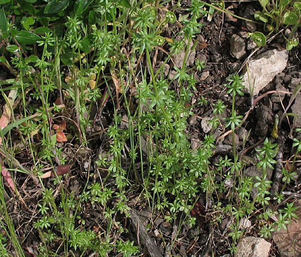 Detailed Picture 8 of Galium parisiense