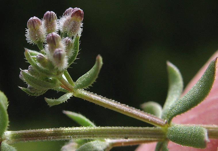 Detailed Picture 3 of Galium parisiense