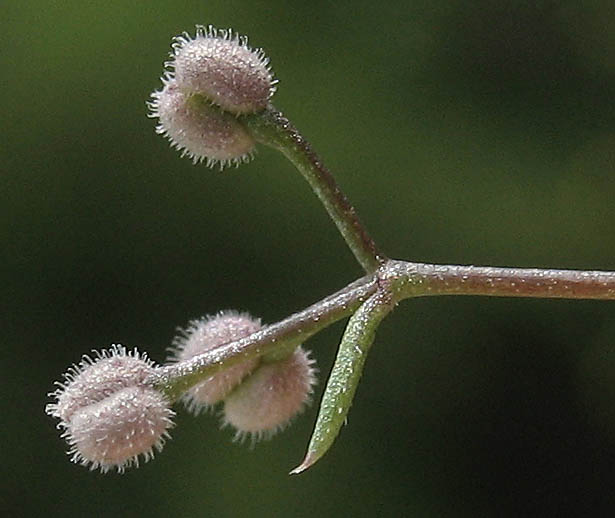 Detailed Picture 5 of Galium parisiense