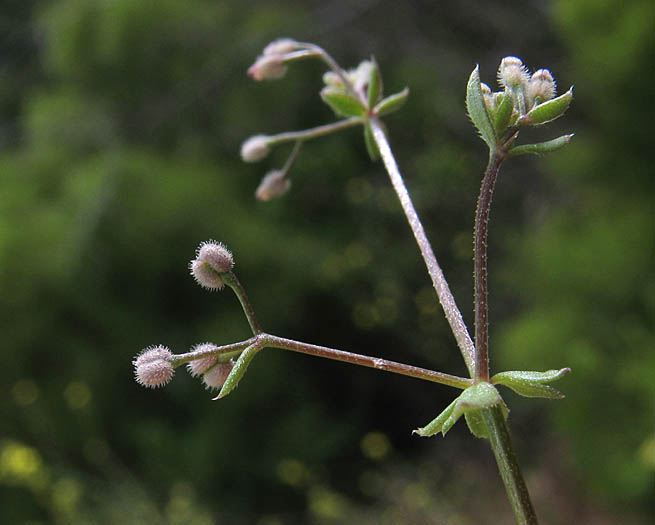 Detailed Picture 4 of Galium parisiense