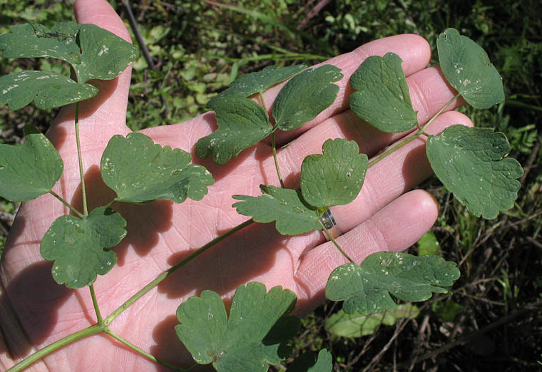 Detailed Picture 5 of Thalictrum fendleri var. polycarpum