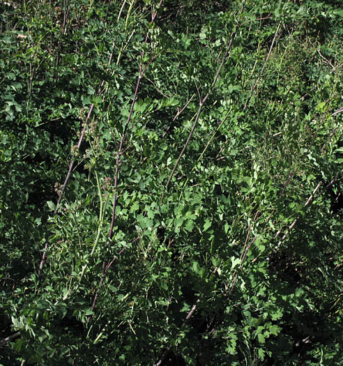 Detailed Picture 6 of Thalictrum fendleri var. polycarpum