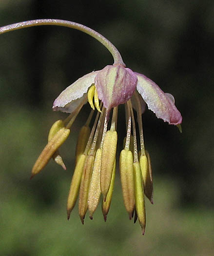 Detailed Picture 1 of Thalictrum fendleri var. polycarpum