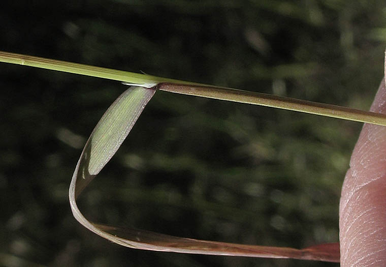 Detailed Picture 4 of Bromus madritensis