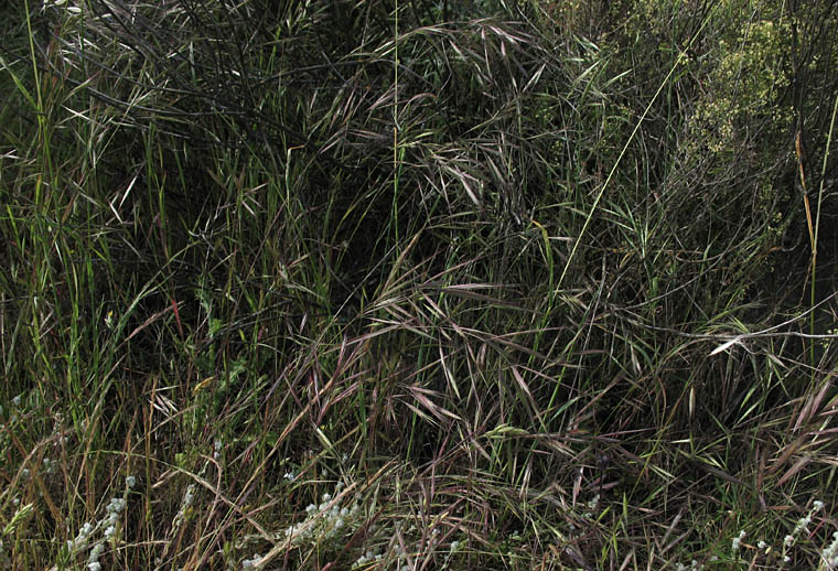 Detailed Picture 5 of Bromus madritensis