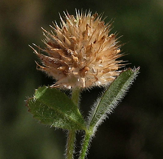 Detailed Picture 7 of Trifolium microcephalum