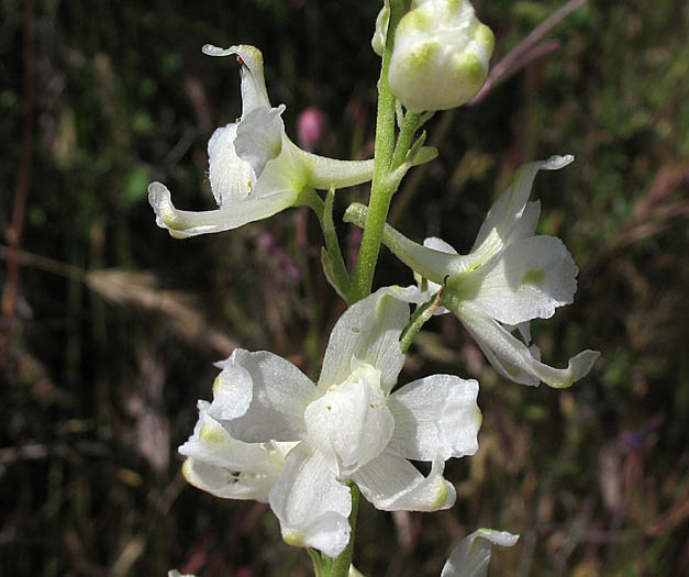 Detailed Picture 12 of Delphinium parryi ssp. parryi