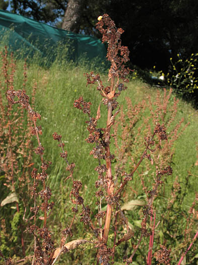 Detailed Picture 8 of Rumex obtusifolius