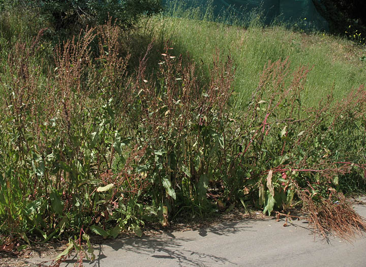 Detailed Picture 7 of Rumex obtusifolius