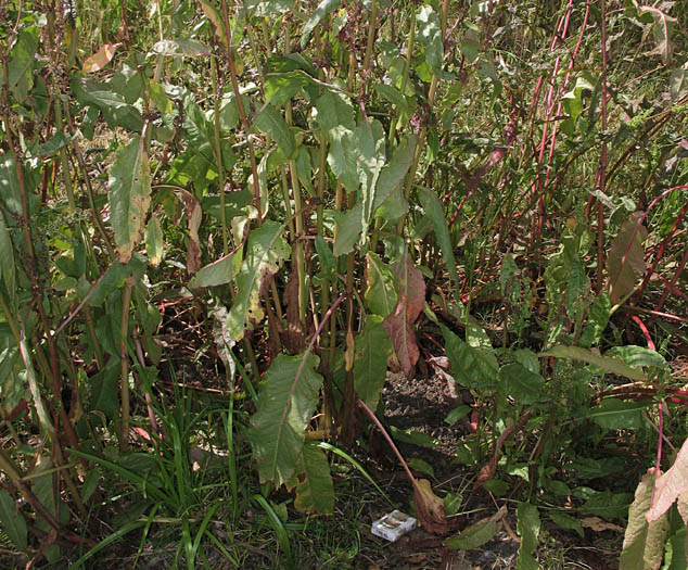 Detailed Picture 6 of Rumex obtusifolius
