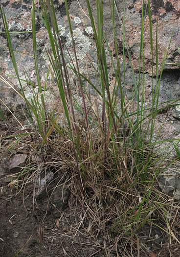 Detailed Picture 5 of Melica californica