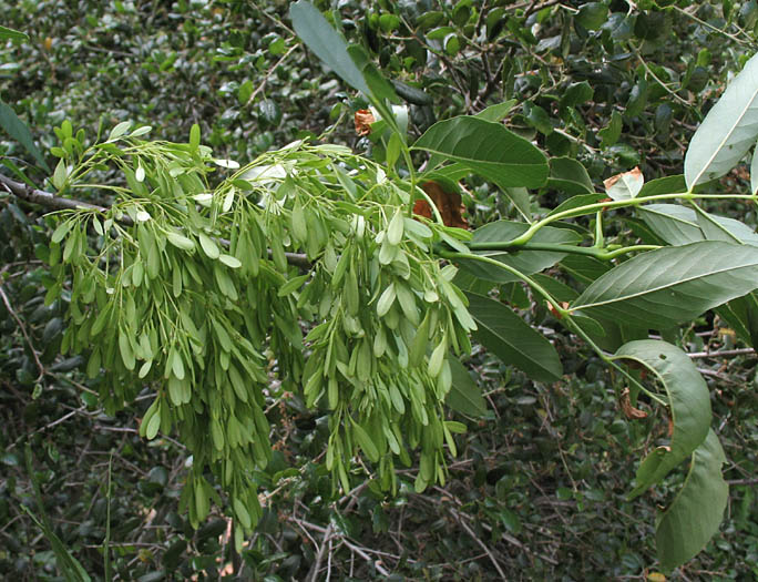 Detailed Picture 8 of Fraxinus velutina