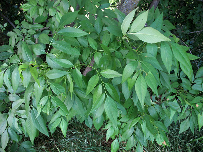 Detailed Picture 7 of Fraxinus velutina