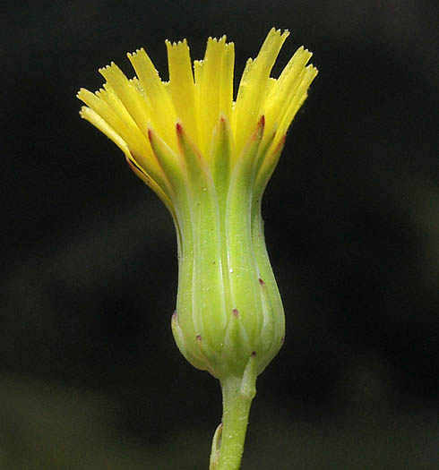 Detailed Picture 2 of Malacothrix clevelandii