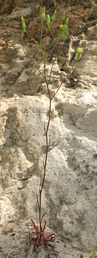 Detailed Picture 5 of Malacothrix clevelandii