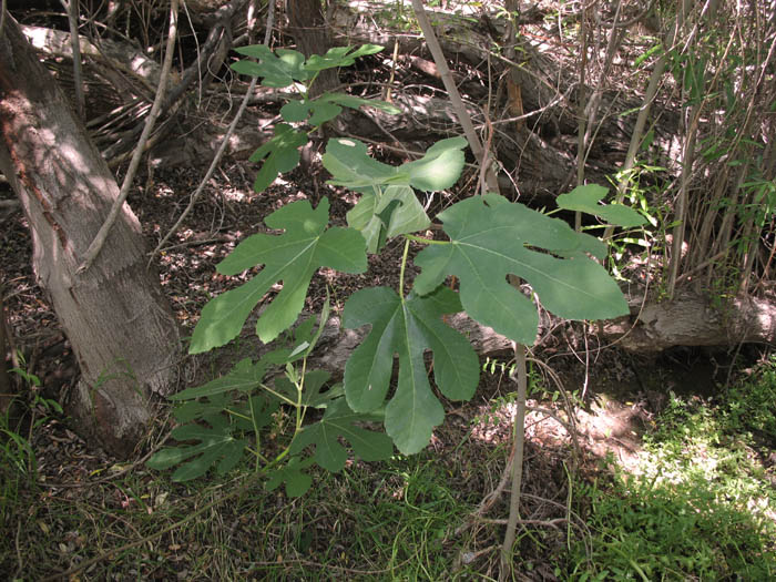 Detailed Picture 5 of Ficus carica