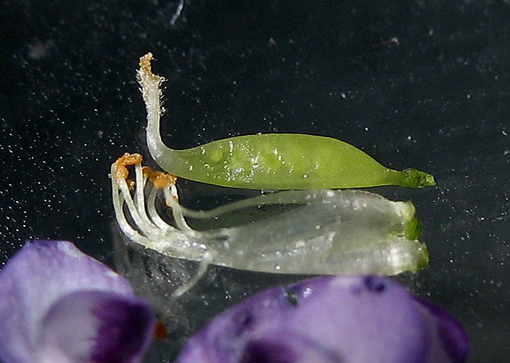 Detailed Picture 9 of Vicia ludoviciana ssp. ludoviciana