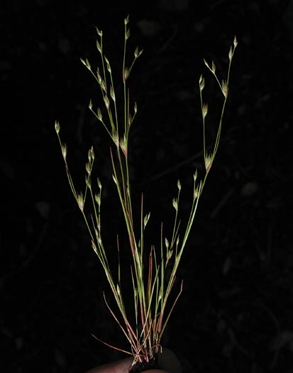 Detailed Picture 5 of Juncus bufonius var. bufonius