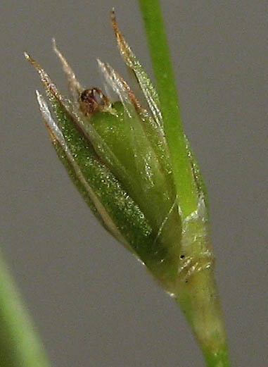 Detailed Picture 7 of Juncus bufonius var. bufonius