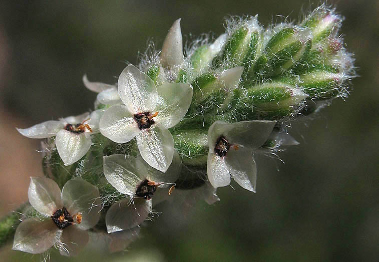 Detailed Picture 2 of Plantago erecta