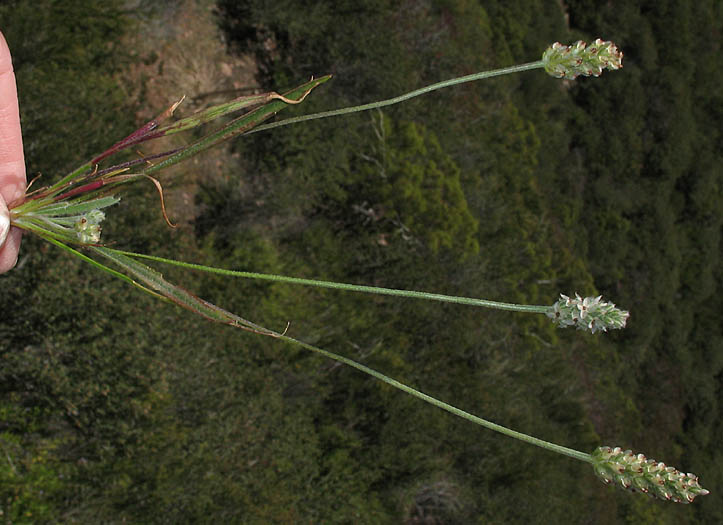 Detailed Picture 5 of Plantago erecta