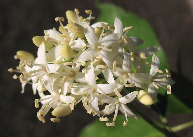 Detailed Picture 2 of Cornus glabrata