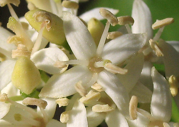 Detailed Picture 1 of Cornus glabrata