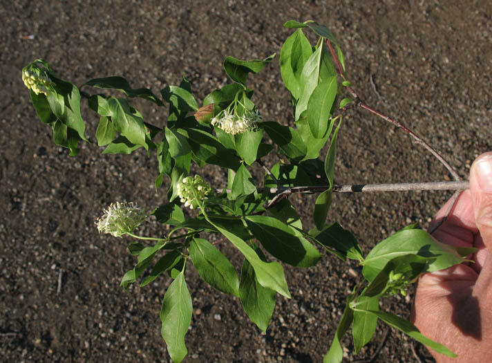 Detailed Picture 4 of Cornus glabrata