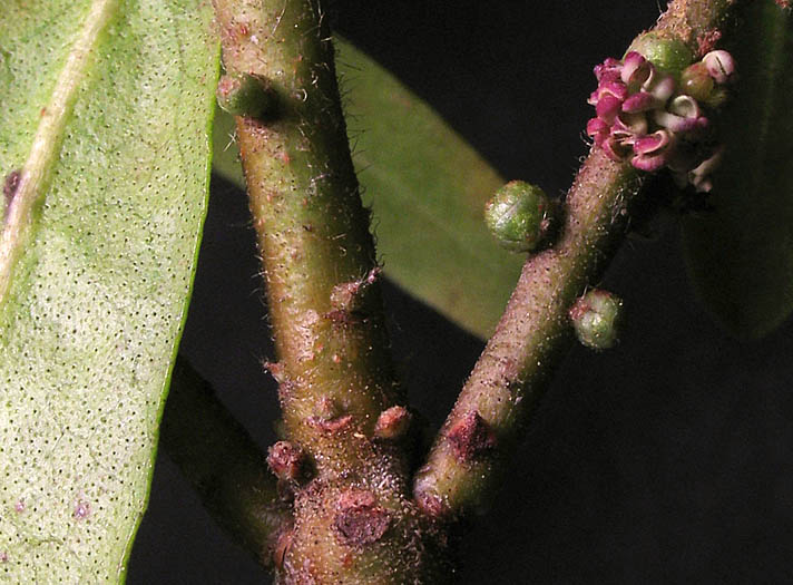 Detailed Picture 4 of Morella californica