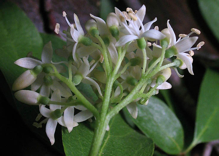 Detailed Picture 3 of Cornus glabrata