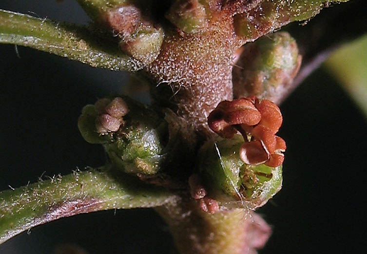 Detailed Picture 1 of Morella californica