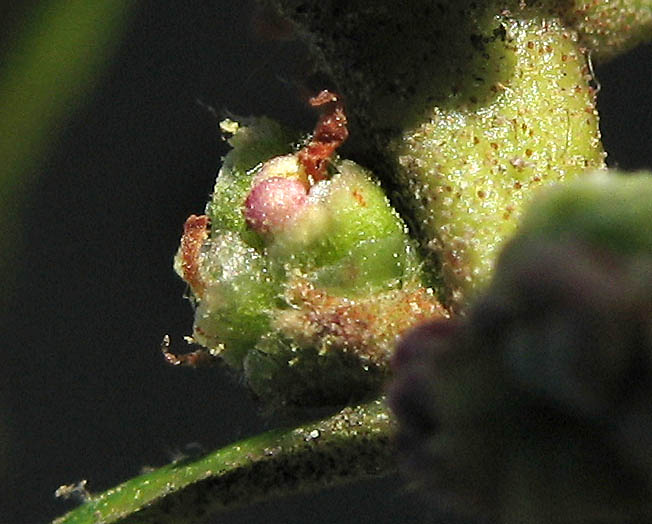 Detailed Picture 3 of Morella californica