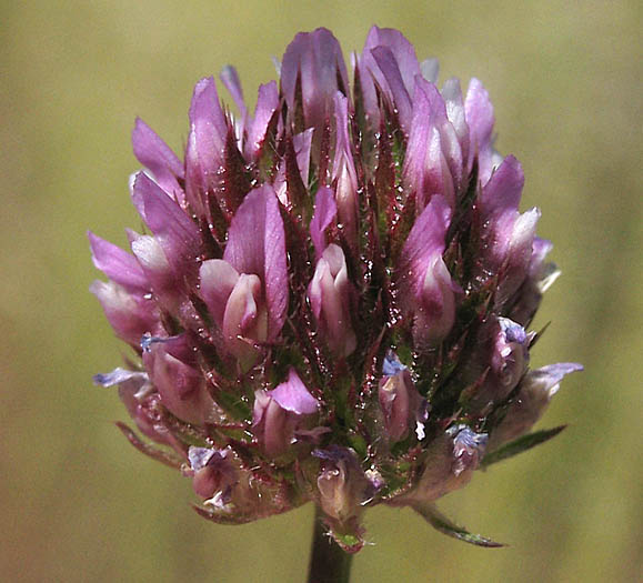 Detailed Picture 1 of Trifolium ciliolatum