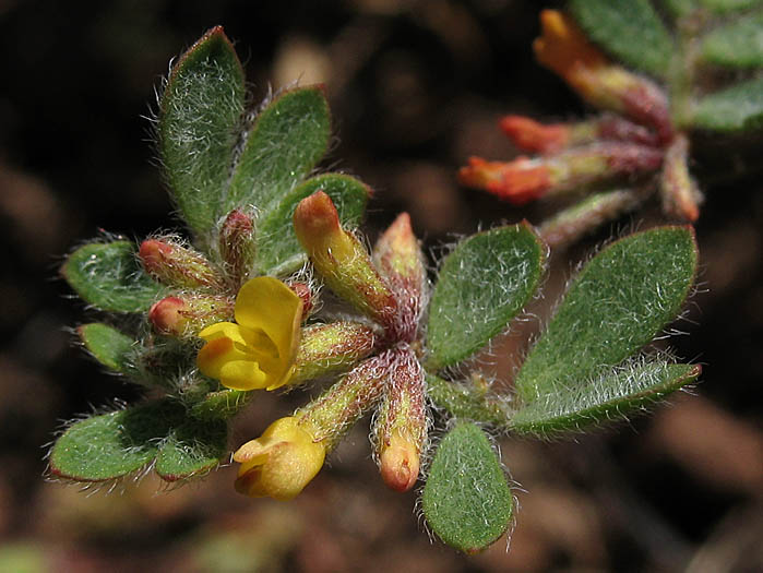 Detailed Picture 2 of Acmispon micranthus