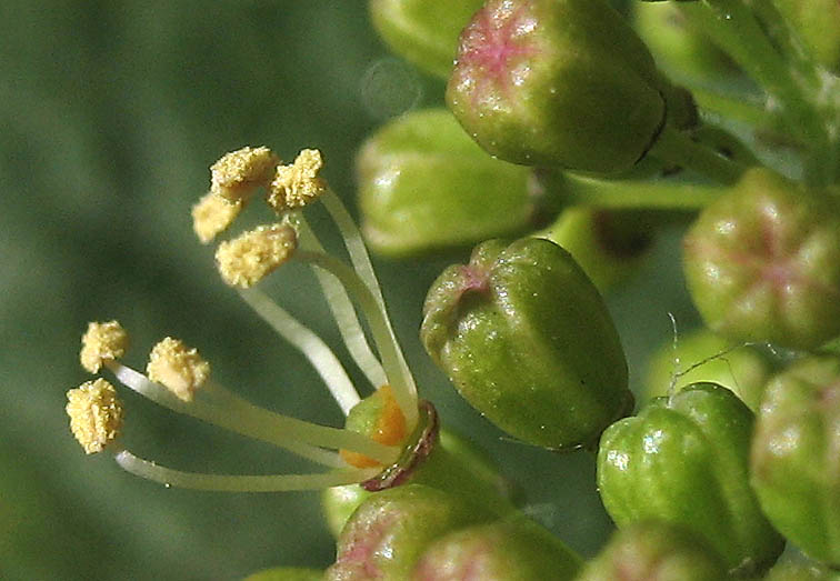 Detailed Picture 1 of Vitis girdiana