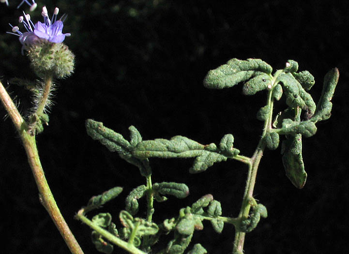 Detailed Picture 5 of Phacelia tanacetifolia