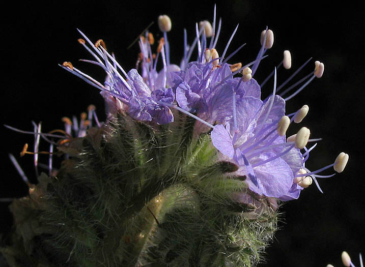 Detailed Picture 3 of Phacelia tanacetifolia